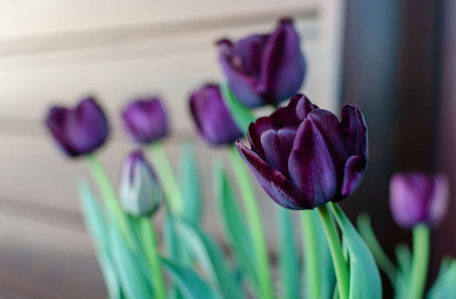 Tulipe 'Paul Scherer'